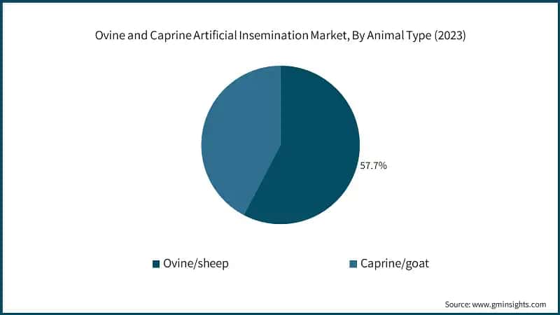 Ovine and Caprine Artificial Insemination Market, By Animal Type (2023)