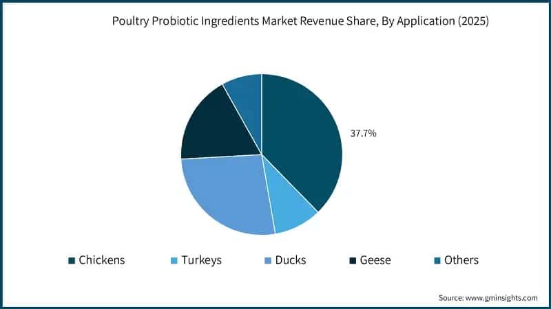 Poultry Probiotic Ingredients Market Revenue Share, By Application (2025)