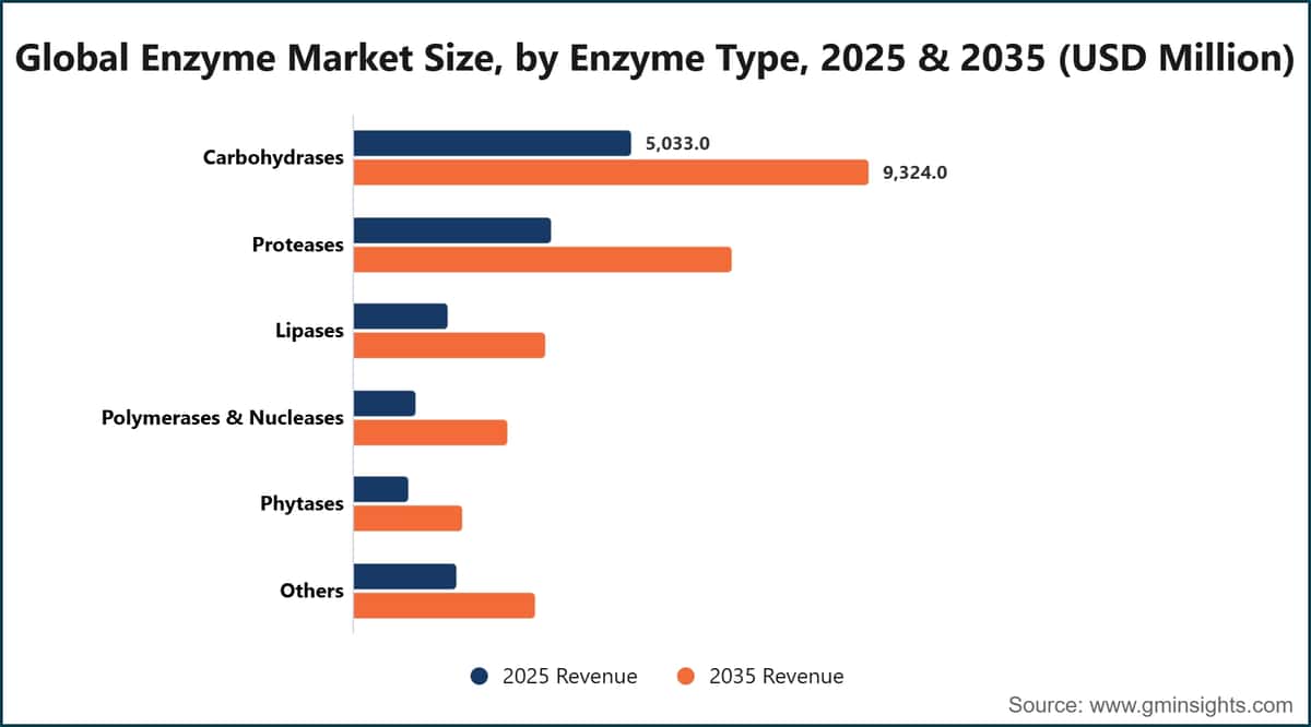 Global Enzyme Market Size, by Enzyme Type, 2025 & 2035 (USD Million)